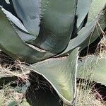 Agave asperrima Leaf