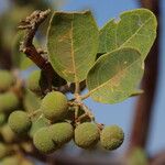 Boscia senegalensis Fruit