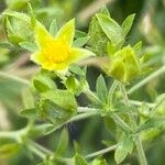 Potentilla intermedia Цветок