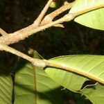 Conchocarpus nicaraguensis Bark