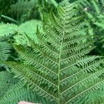 Athyrium filix-feminaGyümölcs