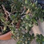 Crassula ovata 葉