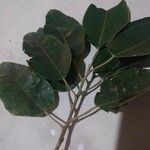 Croton megalocarpus Hoja