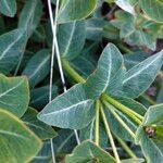 Euphorbia sarawschanica Leaf