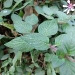 Cuphea racemosa Leaf