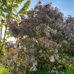 Photinia serratifolia 其他