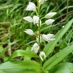 Cephalanthera longifoliaKukka