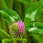 Trifolium pratense अन्य