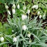 Galanthus plicatusFlower