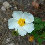 Cistus salviifolius 花