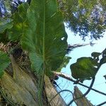 Philodendron giganteum Leaf