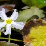 Nymphoides cristata Flor