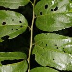 Celtis iguanaea Ліст