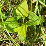 Saururus cernuus Delienn