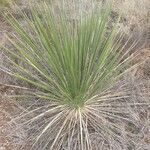 Yucca constricta 整株植物