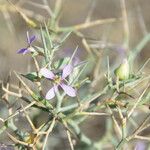 Zilla spinosa Flower