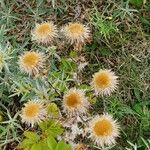 Carlina vulgaris 形態