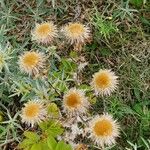 Carlina vulgaris आदत