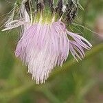 Tyrimnus leucographus Flower