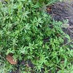 Galium verrucosum पत्ता