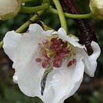 Pyrus calleryana Flower