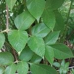 Dahlia imperialis Leaf