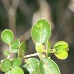 Fernelia buxifolia Feuille