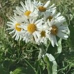 Senecio smithii Flower