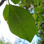 Lonicera periclymenum Leaf