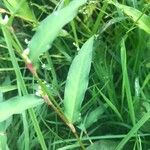 Persicaria hydropiper Leaf