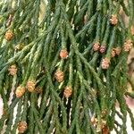 Cupressus nootkatensis Folha