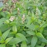 Persicaria punctata ফুল