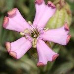 Silene vallesia Flors