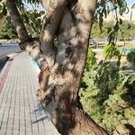 Elaeagnus angustifolia Bark