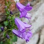 Campanula portenschlagiana फूल