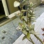 Kalanchoe tomentosa Folha