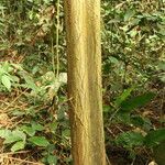 Isolona hexaloba Corteza