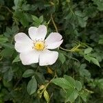 Rosa caninaЦветок