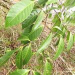 Malouetia guatemalensis Blatt