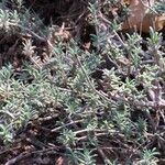 Thymus longiflorus Leaf