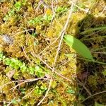 Gaultheria hispidula Blatt