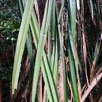 Pandanus urophyllus Yaprak