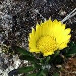 Werneria pumila Flower