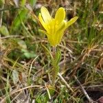 Gagea bohemica Fula