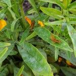 Coreopsis grandiflora Blatt