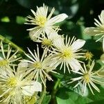 Clematis bonariensis Λουλούδι