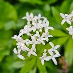Galium odoratum Çiçek