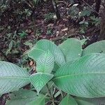 Psychotria micrantha পাতা