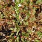 Centaurium tenuiflorum Цветок