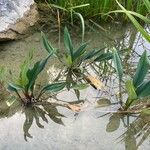 Orontium aquaticum Leaf